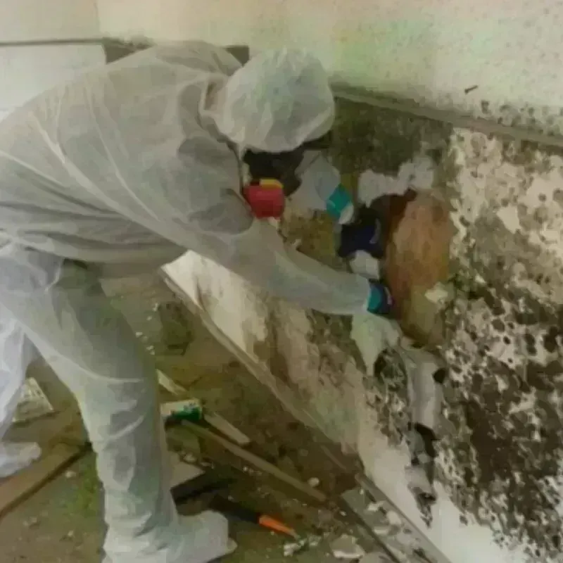 Mold Remediation and Removal in Freeland, WA